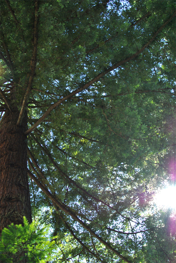 under a redwood under a redwood